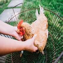 Category Chicken Keeping Accessories image