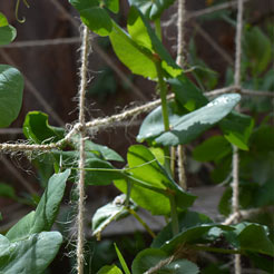 Garden Netting & Frost Protection