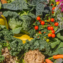 Category Vegetables Seeds image