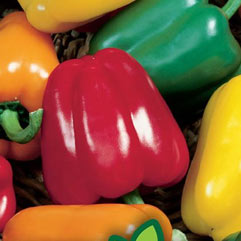 Category Peppers image