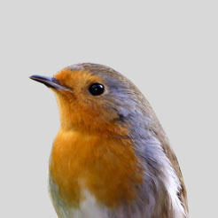 Category Bird image