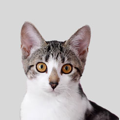 Category Cats image