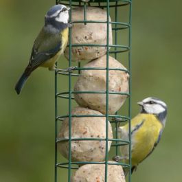 rspb fat balls for birds