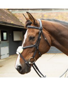 Grackle Bridle Havana