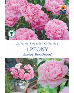 Peony Sarah Bernhardt Perennial Root - Lifestyle Perennial Collection