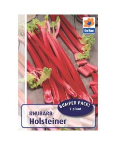 De Ree Rhubarb Crown Holsteiner - 1 Bulb