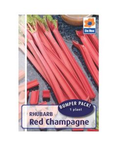 De Ree Rhubarb Crown Red Champagne - 1 Bulb