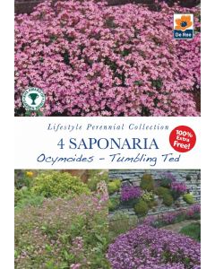 Saponaria Ocymoides Tumbling Ted Bare Roots - Lifestyle Perennial Collection